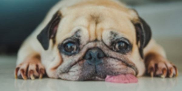 chien-canidia chien canidia