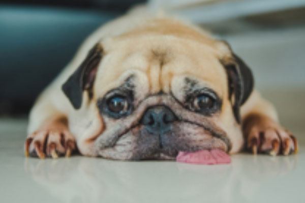 chien-canidia chien canidia