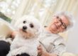 Chien pour personne agée