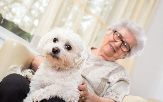 canidia Chien pour personne agée