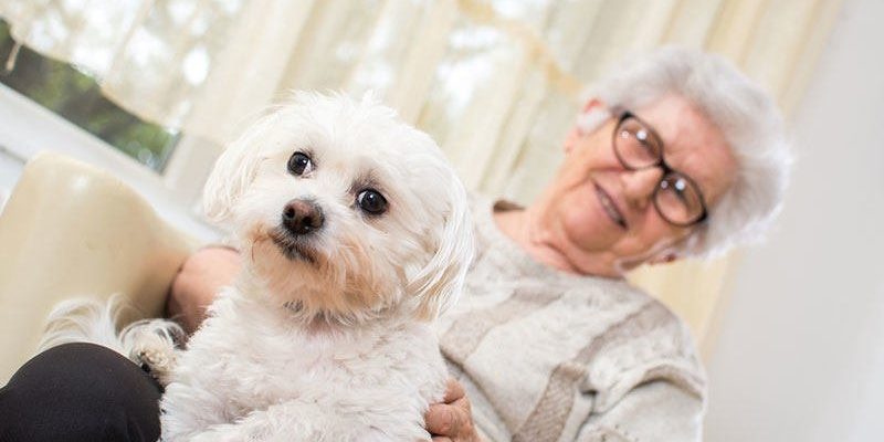Chien pour personne agée