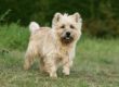 Cairn terrier canidia