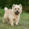 Cairn terrier canidia