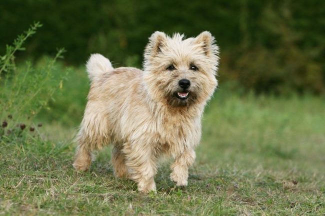 Cairn terrier canidia