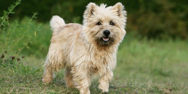 Cairn terrier canidia