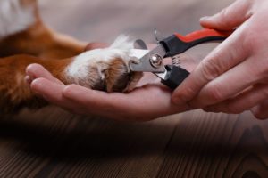 Personne qui coupe les griffes d'un chien avec une pince spéciale