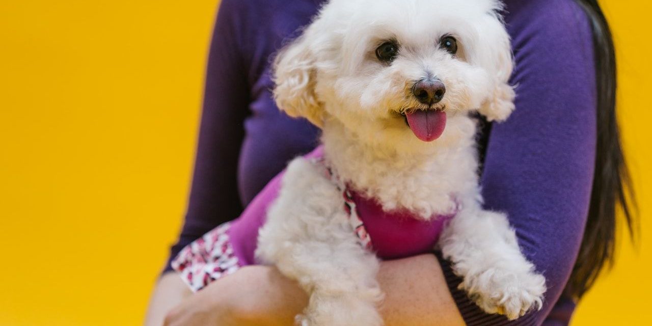 chien blanc adorable