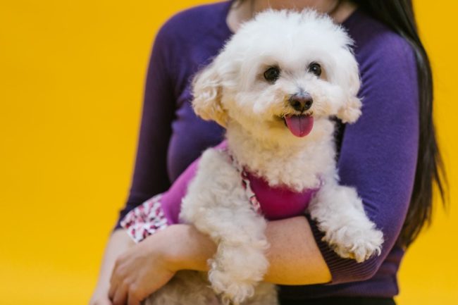chien blanc adorable chien blanc adorable