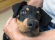Chien et protecteurs et affecteux