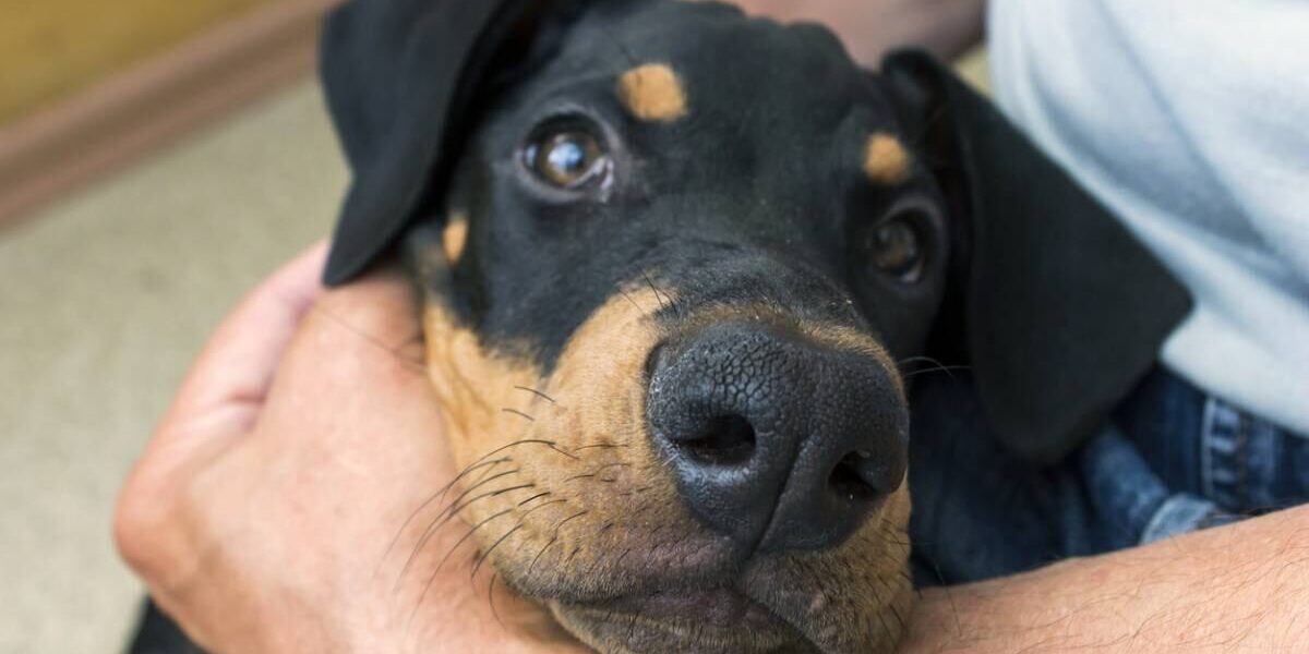 protecteurs-affectueux Chien et protecteurs et affecteux