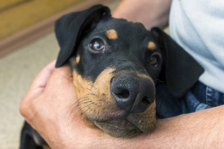 protecteurs-affectueux Chien et protecteurs et affecteux